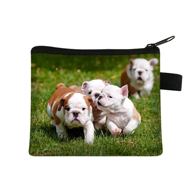 Dompet Koin Gambar Bulldog Bun - Men Fashion Kids ulasan dan harga